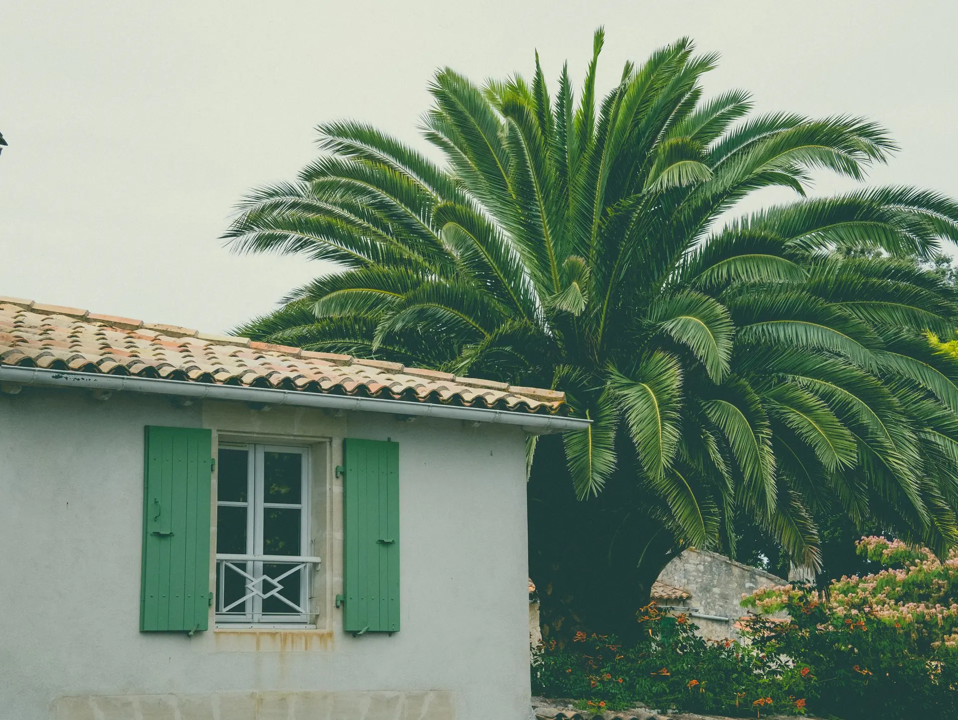 Cottage wall with green shutters beside a tall palm
